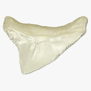 Fossil Shark Teeth 3D Model