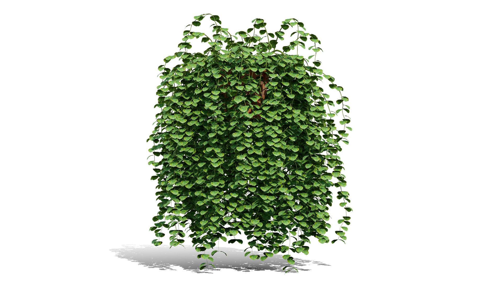 3D Ivy Plants Pack 03 3D - TurboSquid 2640792