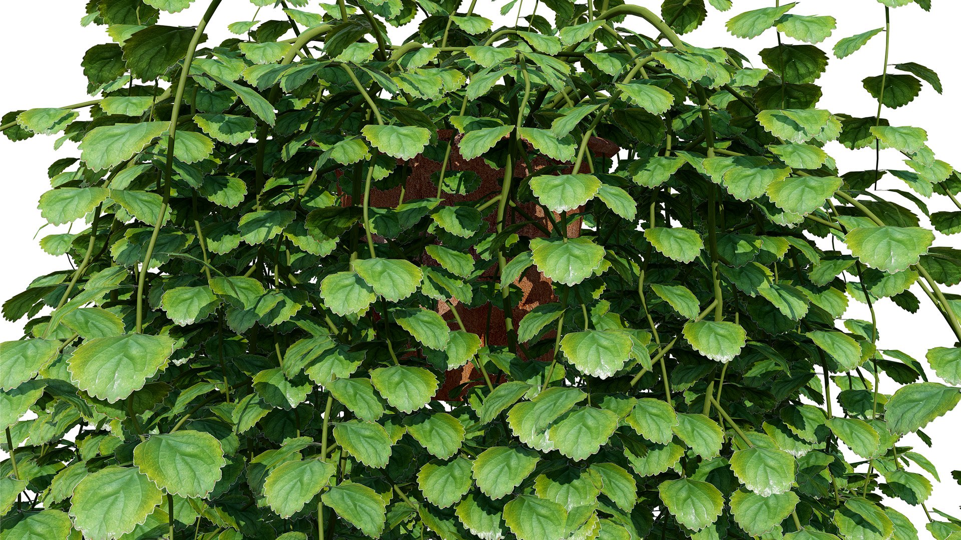 3D Ivy Plants Pack 03 3D - TurboSquid 2640792