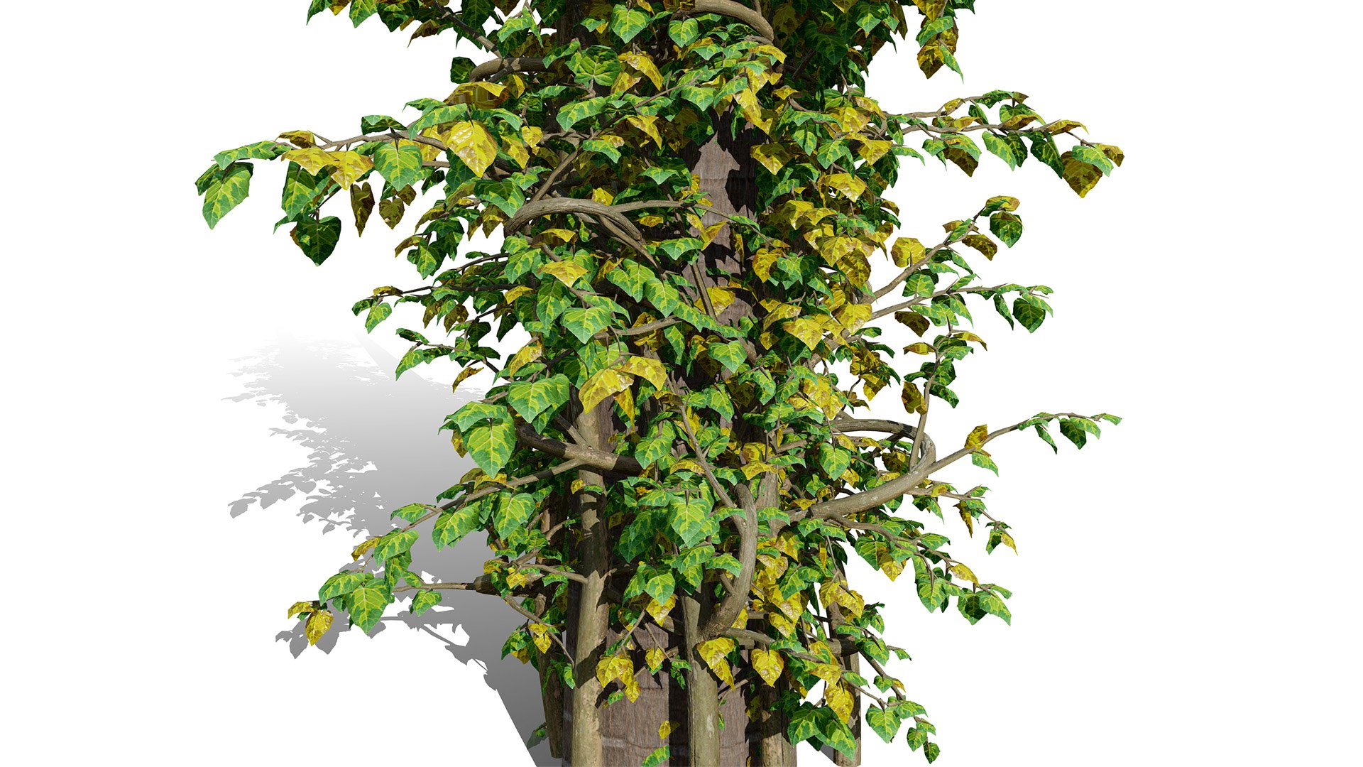 3D Ivy Plants Pack 03 3D - TurboSquid 2640792