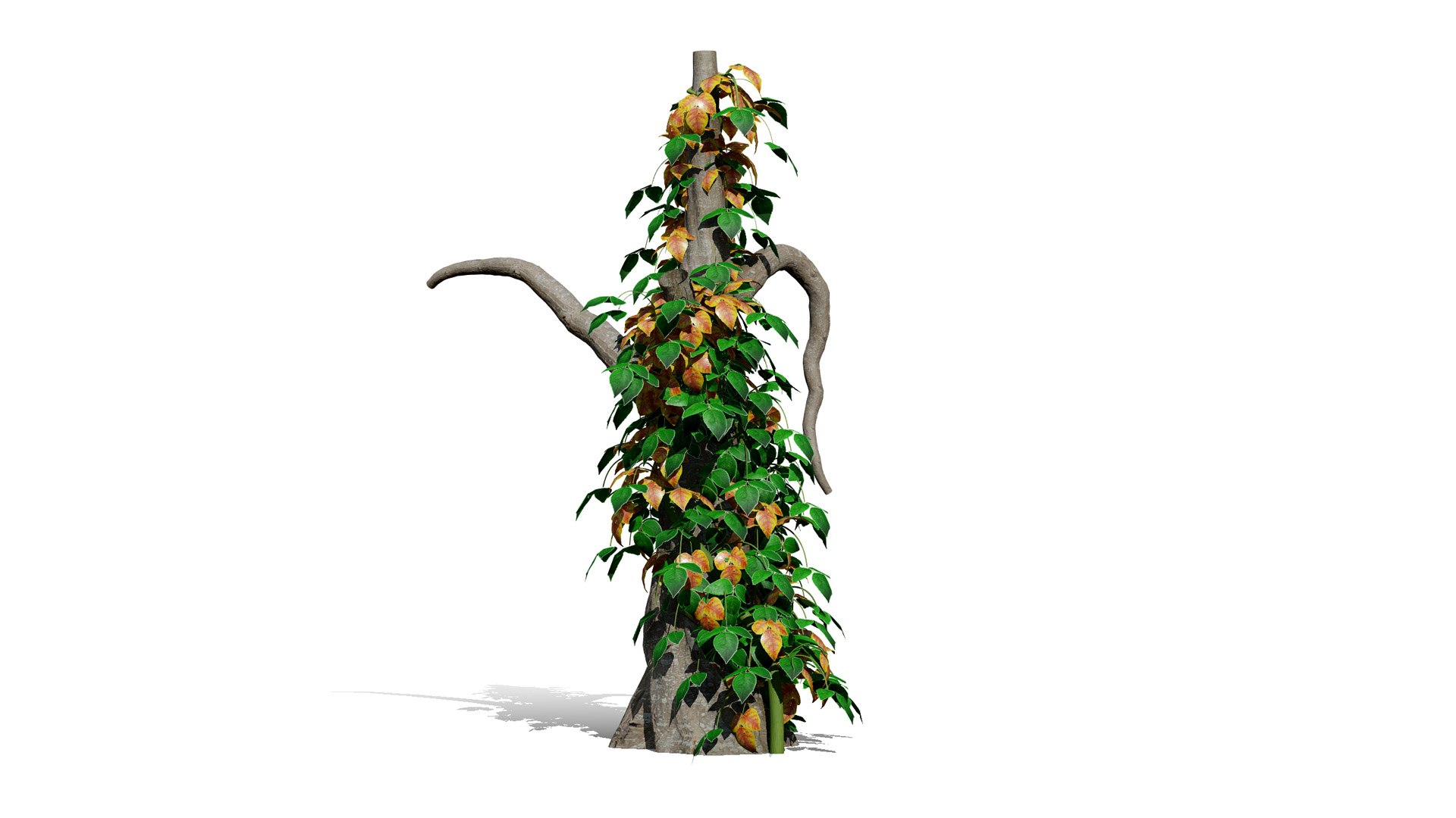 3D Ivy Plants Pack 03 3D - TurboSquid 2640792