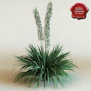 3d model of shrub Yucca Filamentosa