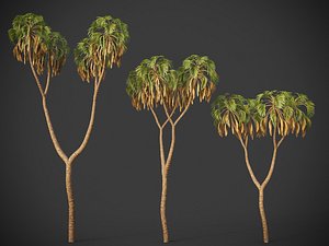 3D XfrogPlants Doum Palm - Hyphaene Thebaica