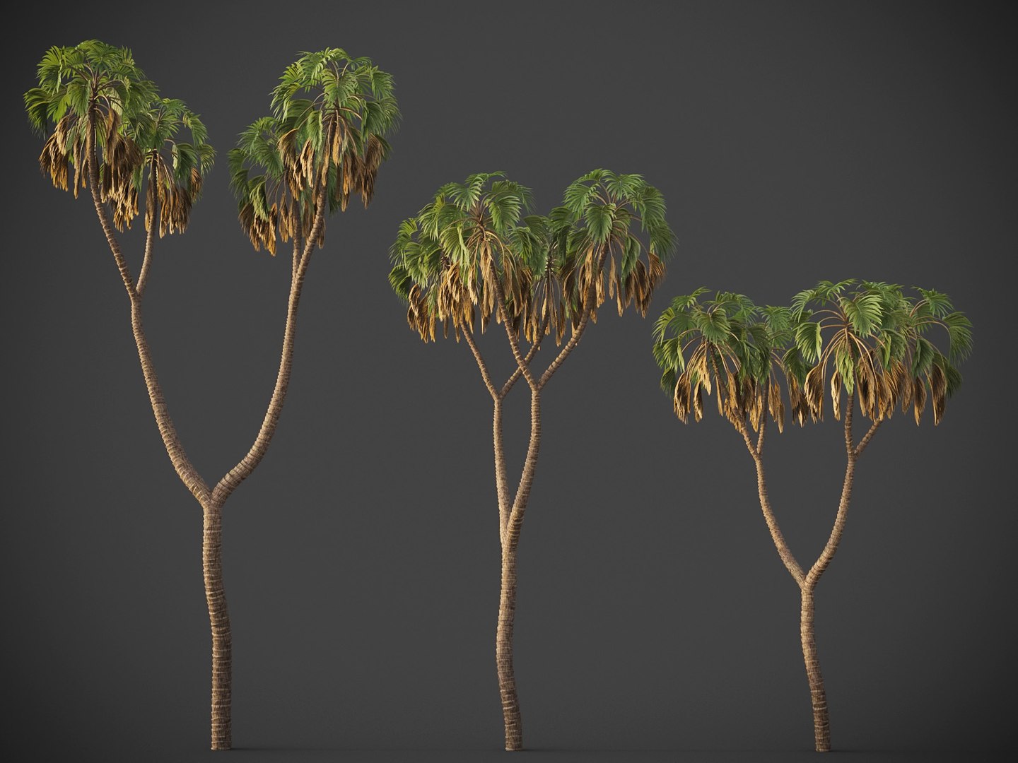 3D XfrogPlants Doum Palm - Hyphaene Thebaica - TurboSquid 1734034