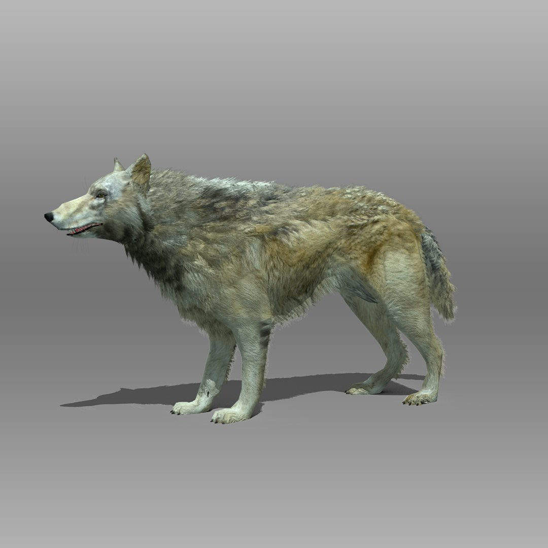 3ds max timber wolf animations https://p.turbosquid.com/ts-thumb/rg/s4g77L/Ha8dfdN5/timberwolf_4/jpg/1505316101/1920x1080/fit_q87/a2853b8e158a49a76ff72de3cebd48b48a1a9600/timberwolf_4.jpg
