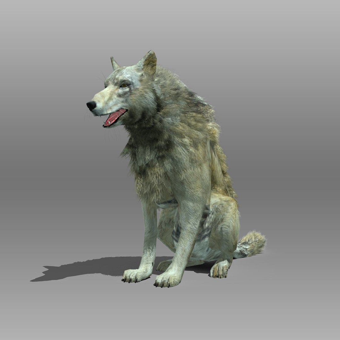 3ds max timber wolf animations https://p.turbosquid.com/ts-thumb/rg/s4g77L/O7sd9c2p/timberwolf_5/jpg/1505316101/1920x1080/fit_q87/8c42e777877899ebbc5830c2557abbffc1f410fd/timberwolf_5.jpg