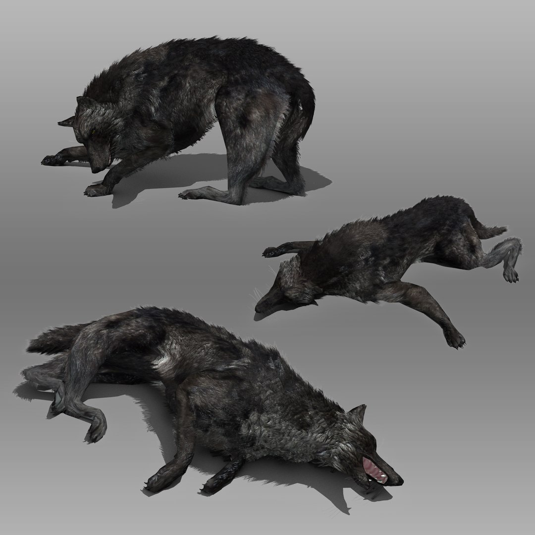3ds max timber wolf animations https://p.turbosquid.com/ts-thumb/rg/s4g77L/PinTisS1/blackwolf_combo_1/jpg/1505316101/1920x1080/fit_q87/9944b90319534e648fab26e703aee01ae8e380b9/blackwolf_combo_1.jpg