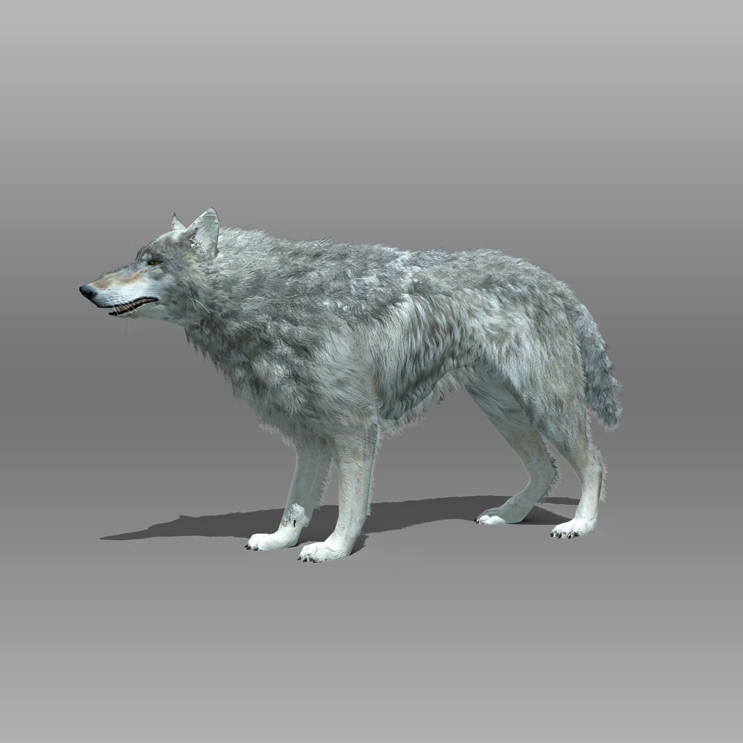 3ds max timber wolf animations https://p.turbosquid.com/ts-thumb/rg/s4g77L/SbNkWp0k/greywolf_4/jpg/1505316101/1920x1080/fit_q87/d207dc6d93305880d08e6c65fbb5395469a7cb4b/greywolf_4.jpg