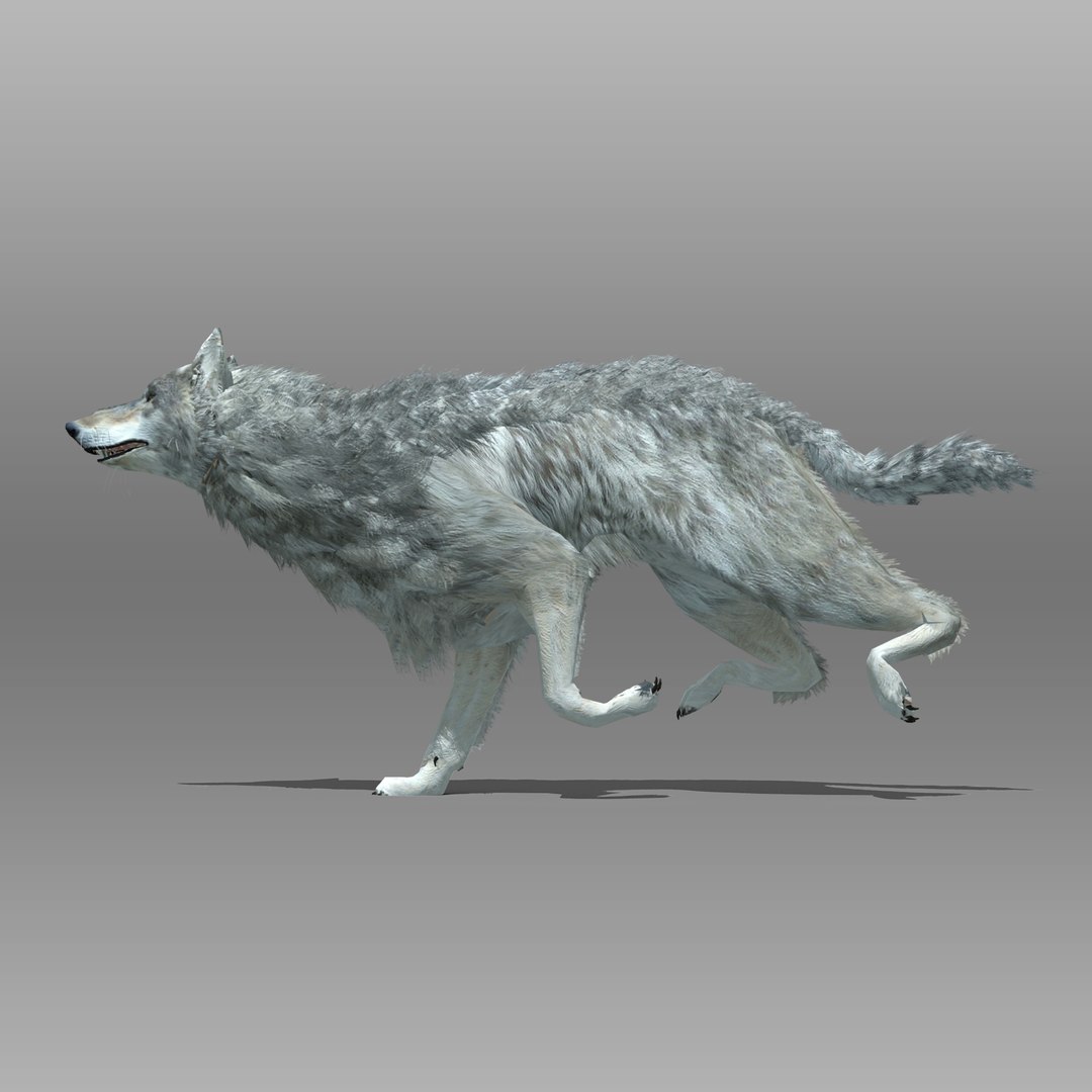 3ds max timber wolf animations https://p.turbosquid.com/ts-thumb/rg/s4g77L/W51oMixw/greywolf_3/jpg/1505316101/1920x1080/fit_q87/3e348ab08975880f353515c3e3dadebc69241d98/greywolf_3.jpg