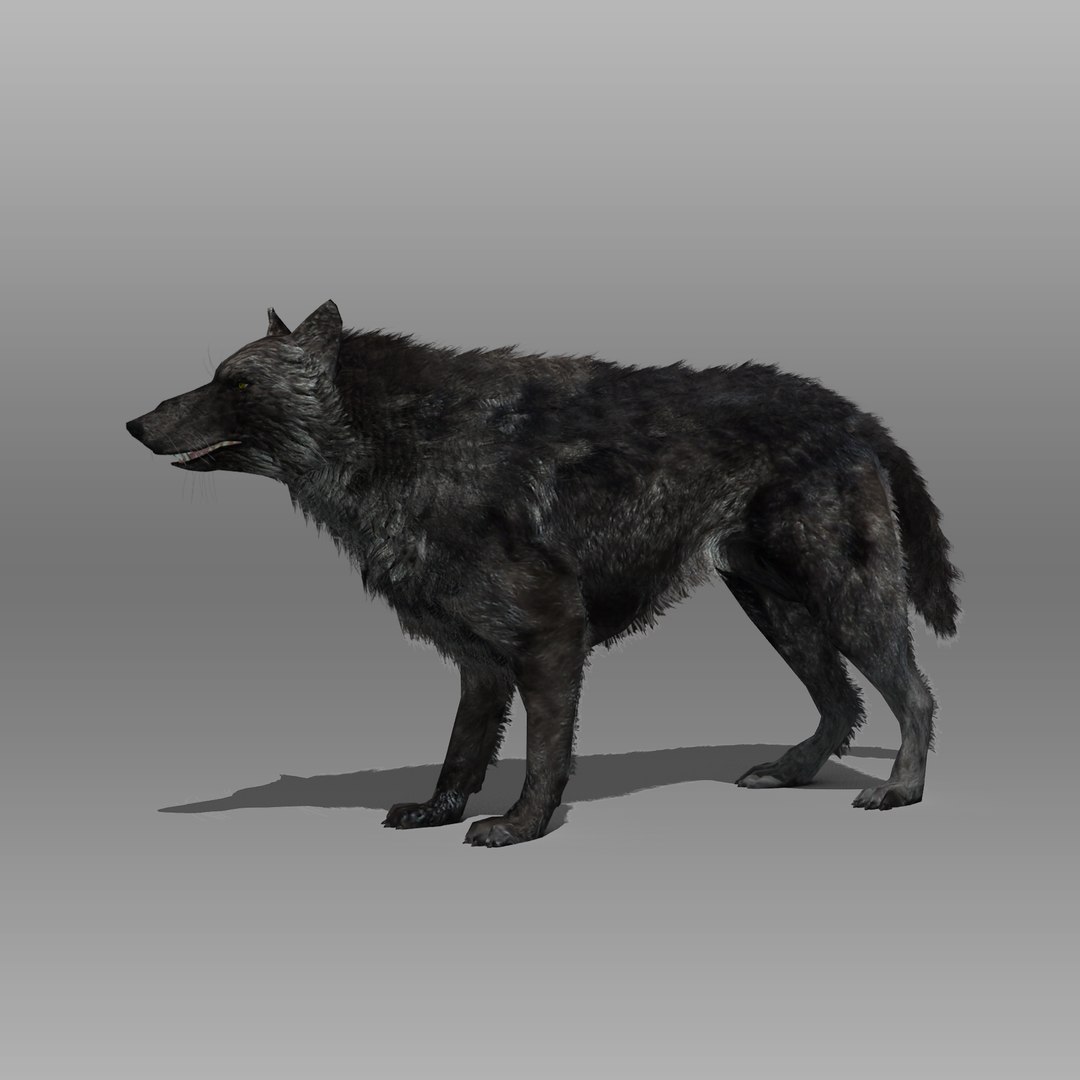 3ds max timber wolf animations https://p.turbosquid.com/ts-thumb/rg/s4g77L/pXVTcw8i/blackwolf_4/jpg/1505316100/1920x1080/fit_q87/bda0dffe71d80841247bbda2333a914ed4a2728d/blackwolf_4.jpg