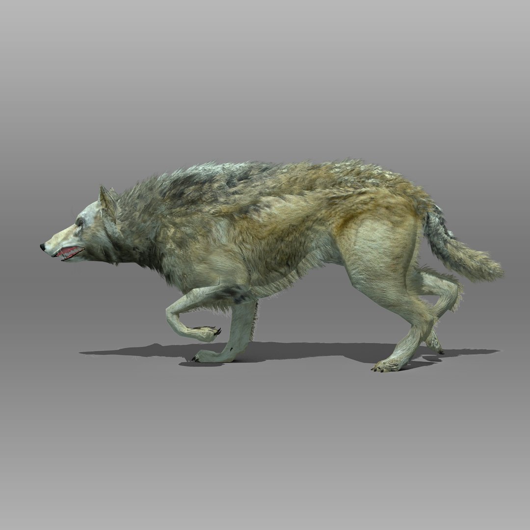 3ds max timber wolf animations https://p.turbosquid.com/ts-thumb/rg/s4g77L/rYQLSn4i/timberwolf_1/jpg/1505316101/1920x1080/fit_q87/70671d8e2049364bdabc3102f4cd242f69686705/timberwolf_1.jpg
