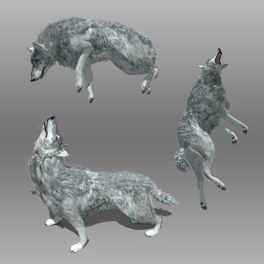 3ds max timber wolf animations https://p.turbosquid.com/ts-thumb/rg/s4g77L/wopqG7ae/greywolf_combo_3/jpg/1505316101/1920x1080/fit_q87/439197ed05b7e95e8267940e2dd84e9e909dc0b0/greywolf_combo_3.jpg
