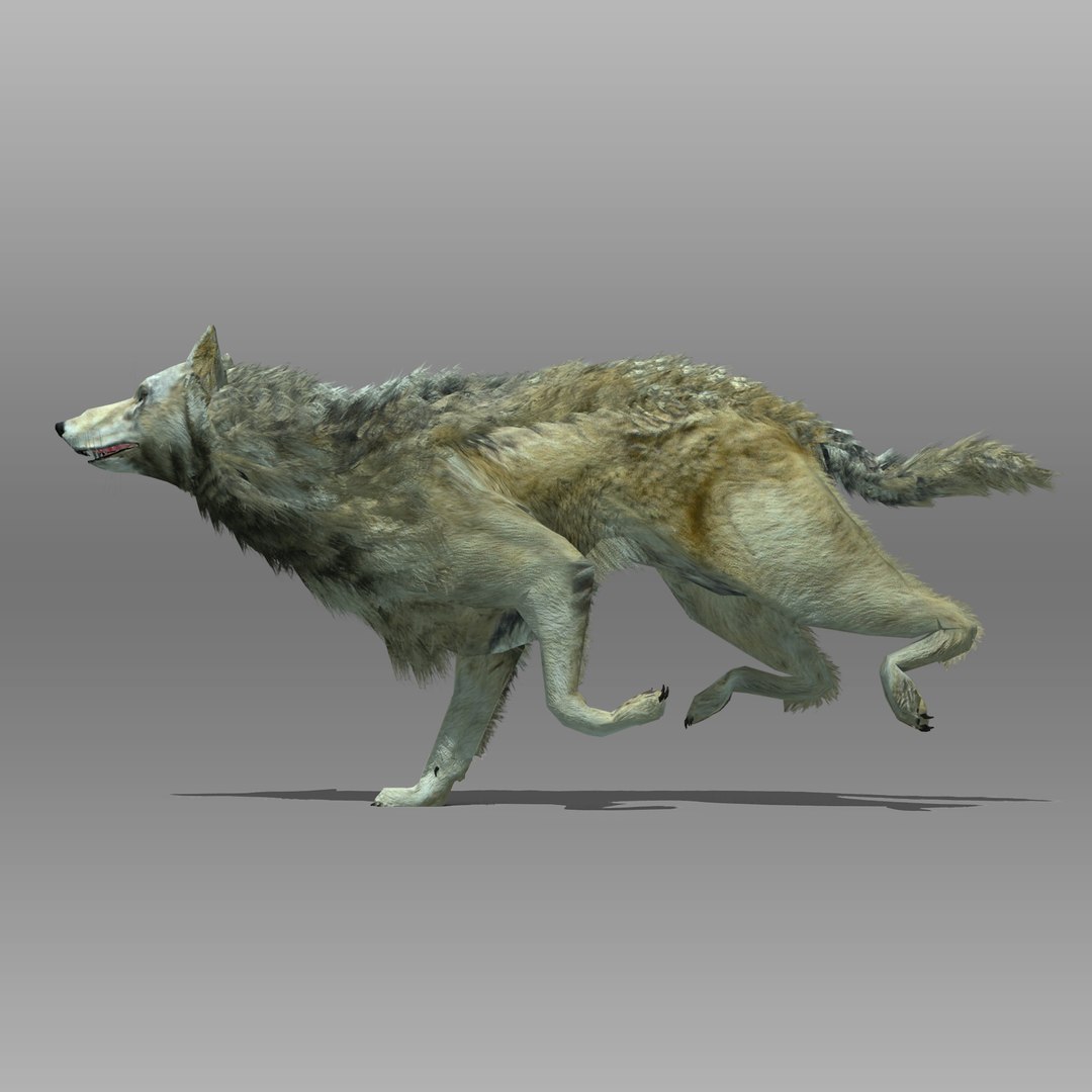 3ds max timber wolf animations https://p.turbosquid.com/ts-thumb/rg/s4g77L/zAvgWY2v/timberwolf_3/jpg/1505316101/1920x1080/fit_q87/da2aa2dee05a73791e78d07c9bf64f1ccd1be6d7/timberwolf_3.jpg