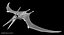 Pteranodon Longiceps Rigged