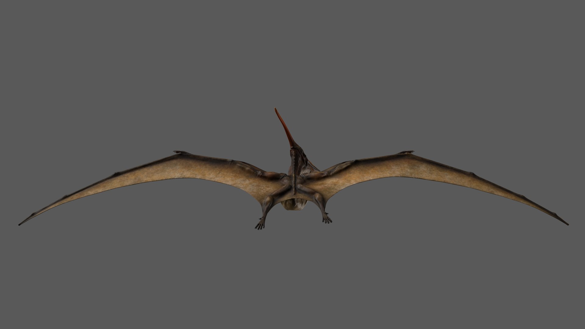 3D rigged pteranodon longiceps https://p.turbosquid.com/ts-thumb/rg/vvq8HJ/T4Znw1Ml/pteranodon_poses_009/jpg/1583343109/1920x1080/fit_q87/b42e99e2dcc614b3112301d506abfa764008babb/pteranodon_poses_009.jpg