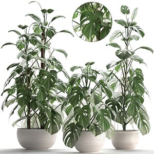 3D monstera plants exotic model