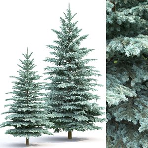 3D trees spruce pungens