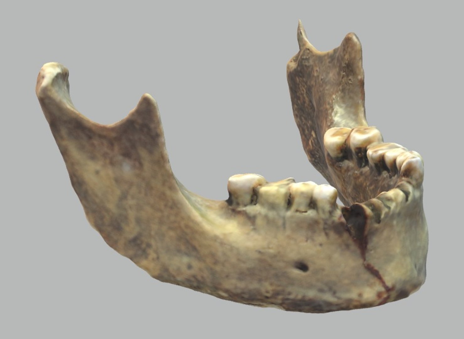 Human S Jaw 3D Model Biology Diagrams