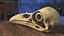 Columba Livia Skull with Orbital Bone 3D model
