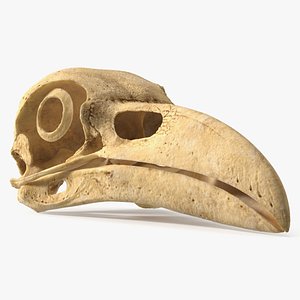 Columba Livia Skull with Orbital Bone