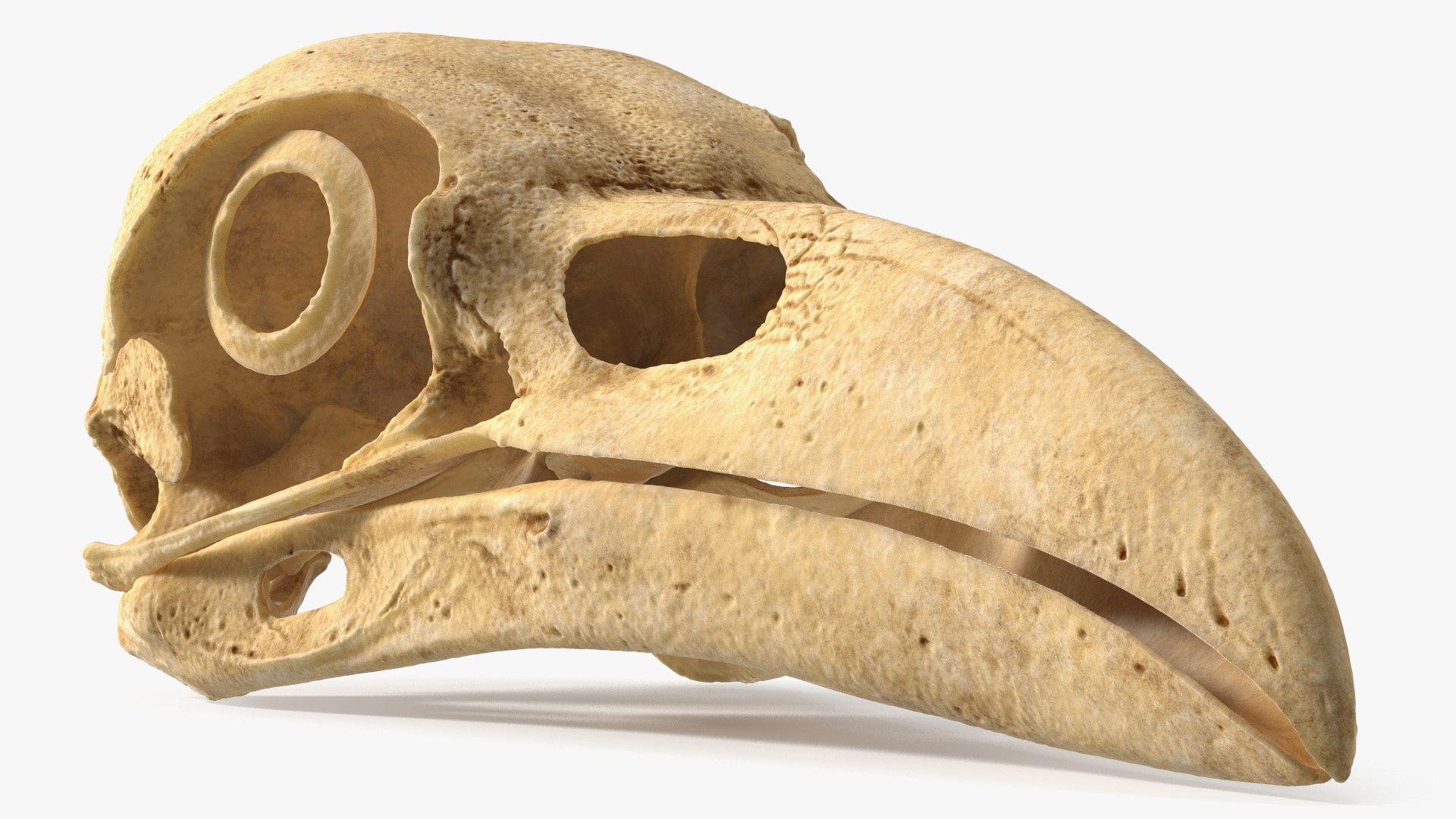 Columba Livia Skull with Orbital Bone 3D model https://p.turbosquid.com/ts-thumb/rh/CQ8bdZ/bv/columba_livia_skull_with_orbital_bone_002/jpg/1742047094/1920x1080/fit_q87/0b0660e7e9fb5e0e68c649373b6d2773fb872462/columba_livia_skull_with_orbital_bone_002.jpg