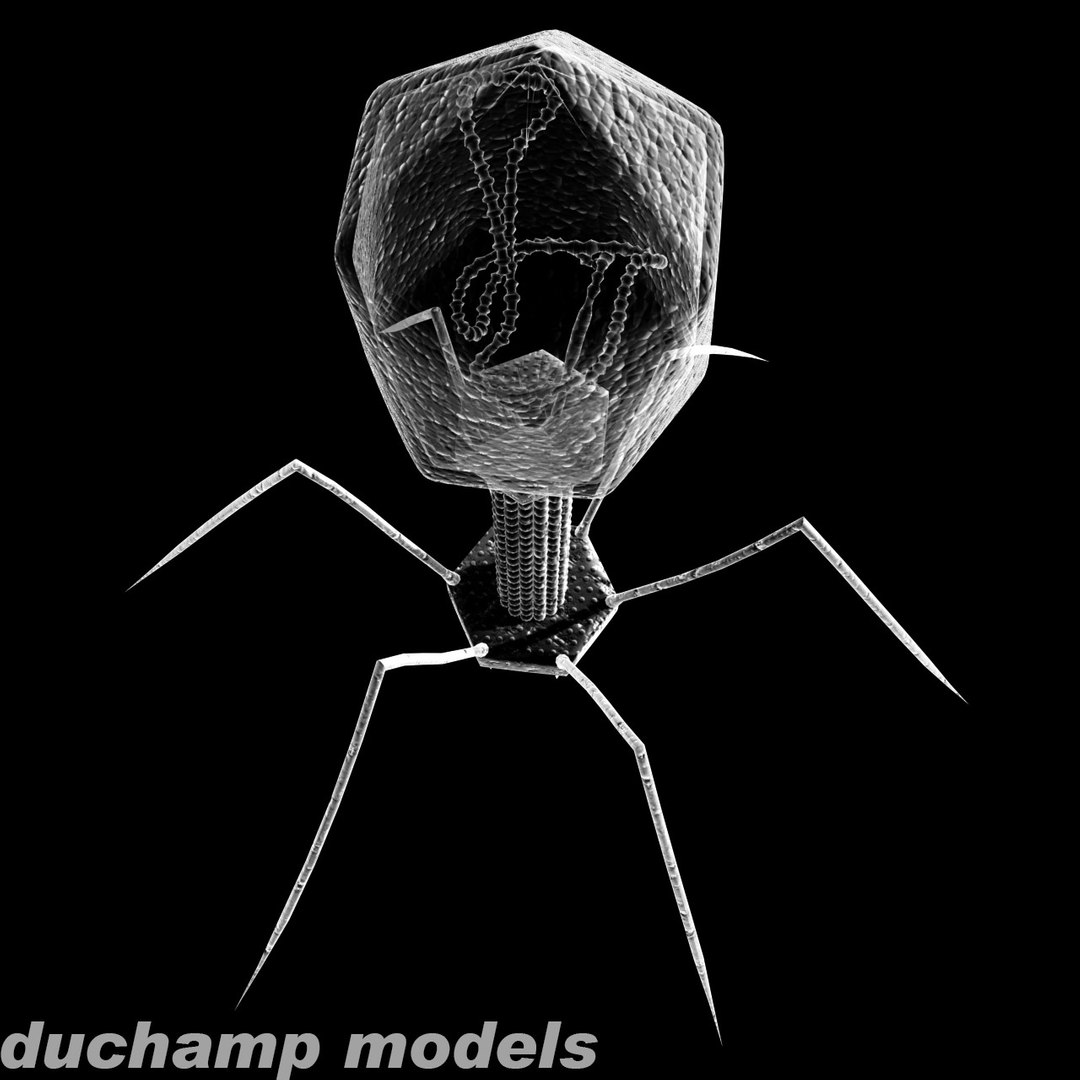 Bacteriophage Virus Model - TurboSquid 290182