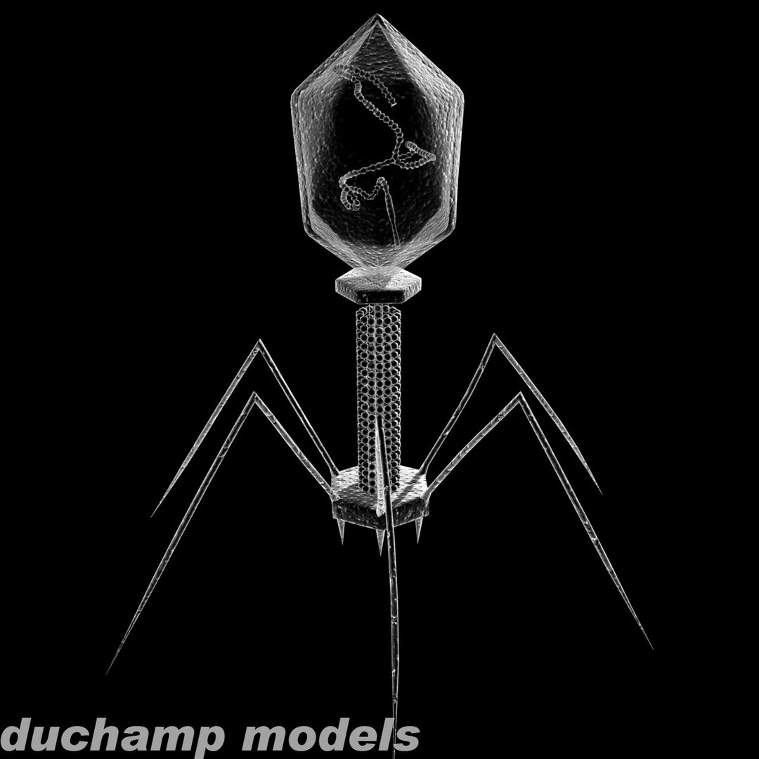 Bacteriophage Virus Model - TurboSquid 290182