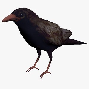 3D crow bird