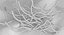 Bacterias Anthrax