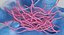 Bacterias Anthrax