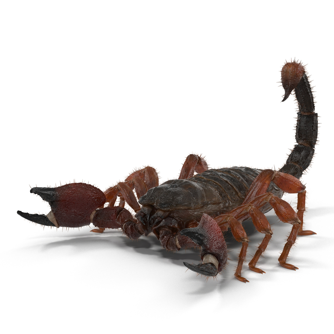 Модели скорпионы