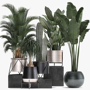 Collection of indoor plants in luxury flower pots 1106 3D