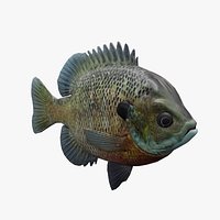 FishBluegill