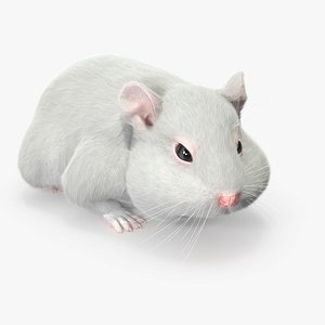 Dwarf Hamster White Fur Rigged for Cinema 4D 3D model