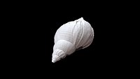 Seashell 010 3D CT scan model