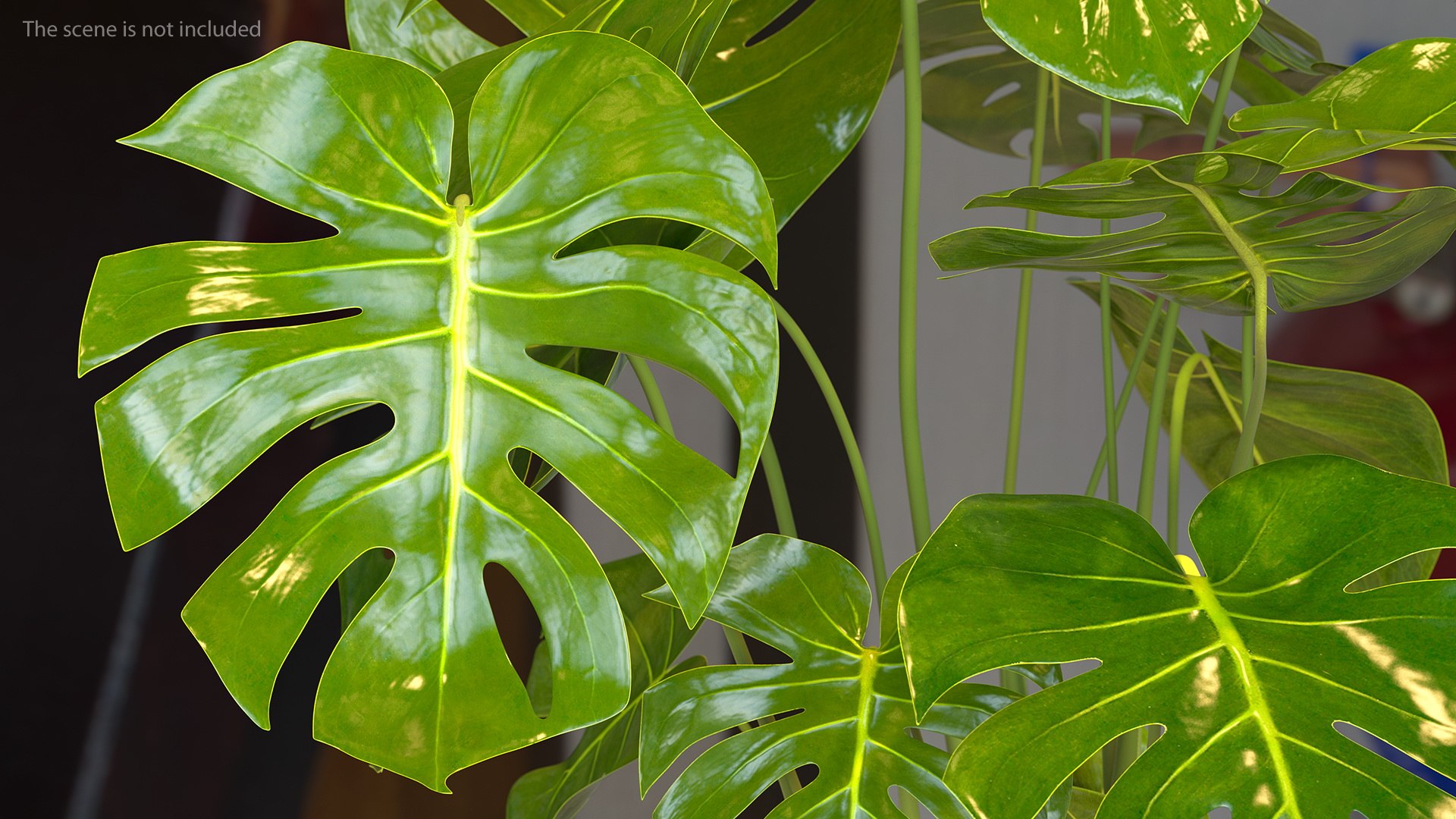 Monstera deliciosa tropical plant 3D - TurboSquid 1550773