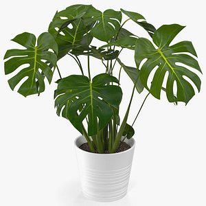 monstera deliciosa tropical plant 3D