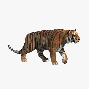 tiger fur animation 3d model