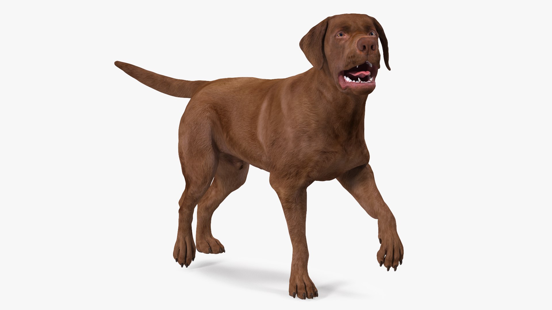 3D Model Labrador Dog Brown Walking TurboSquid 1824394