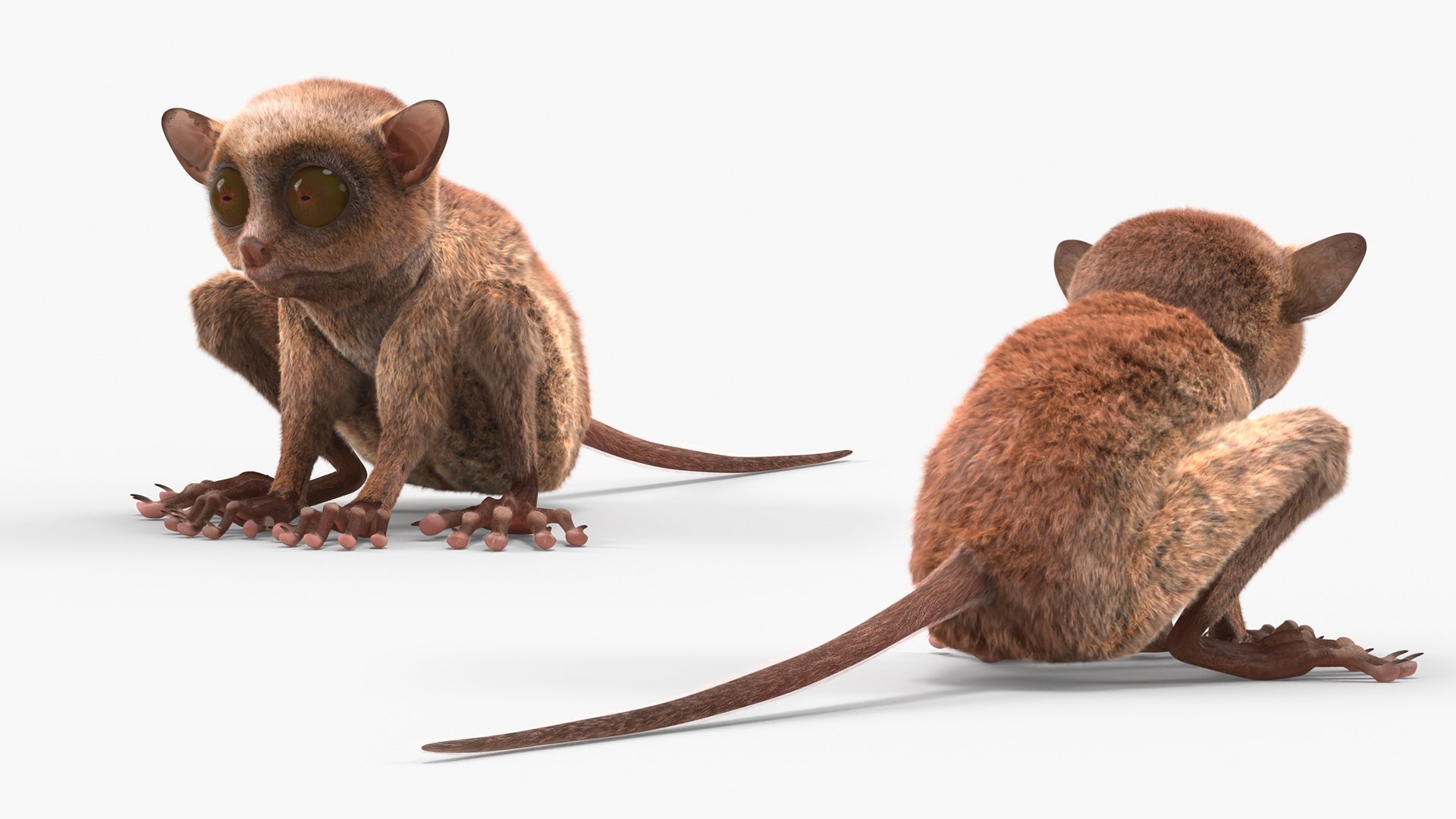 Tarsier Fur for Maya 3D model preview