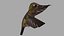 Hemmingbird OBJ 3D