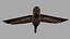 Hemmingbird OBJ 3D