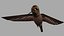 Hemmingbird OBJ 3D