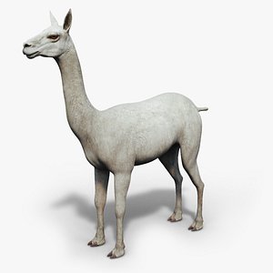 Alpaca 3D model