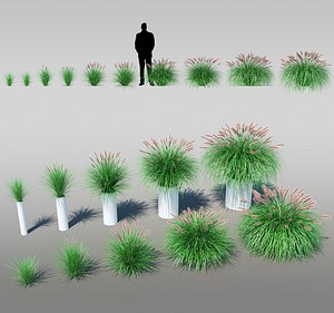 Pennisetum alopecuroides 'Japonicum