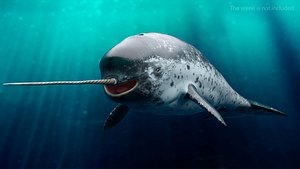 toothed whale narwhal rigged animal 3D model