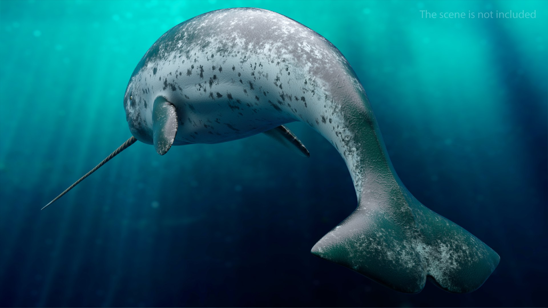 Toothed whale narwhal rigged animal 3D model - TurboSquid 1493032