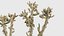 Cholla luminância Cylindropuntia imbricata