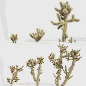 Cholla luminance Cylindropuntia imbricata 3D model