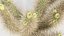 Cholla luminância Cylindropuntia imbricata